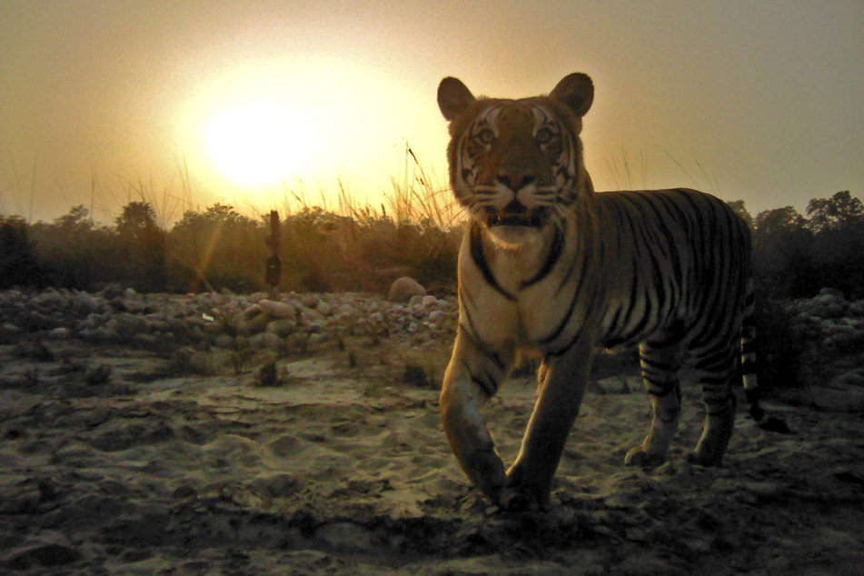 Eine Fotofalle hat eine Aufnahme eines Tigers in 2500 Metern Höhe gemacht. (Archivbild)