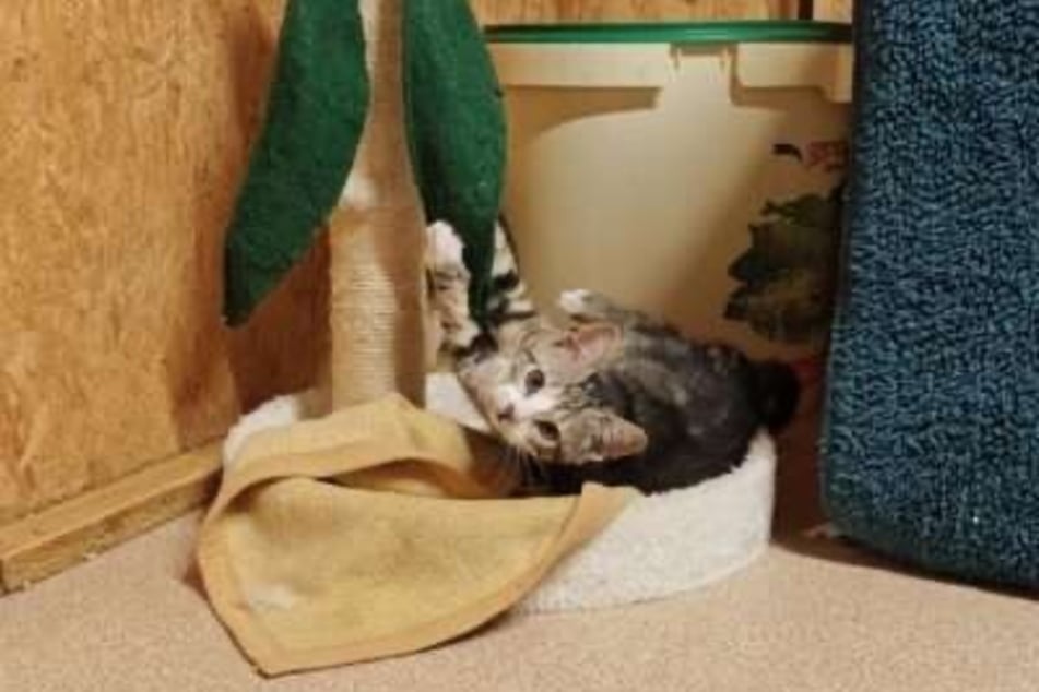 Carlo ist ein verspielter und besonders neugieriger Kater, der seine Umgebung gerne erkundet.