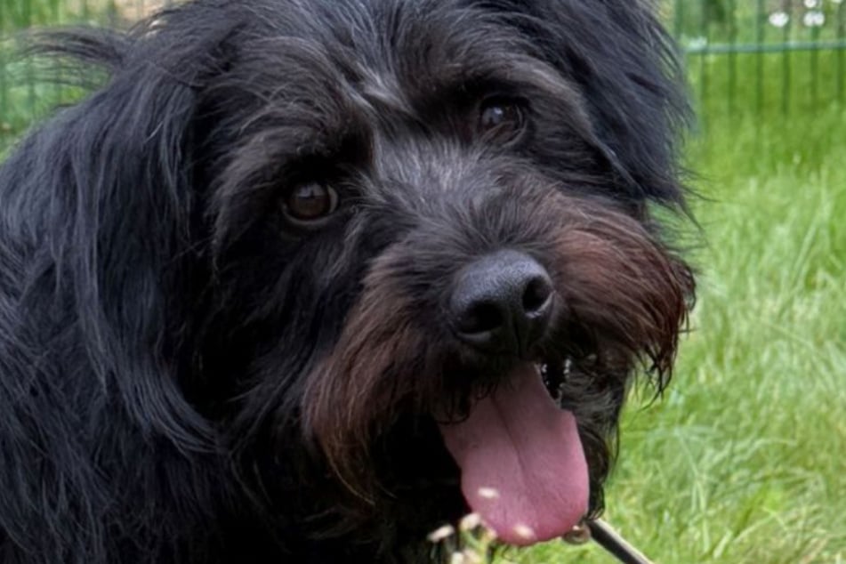 Hund Cezi sucht liebevolle Menschen, die ihm ein liebevolles Für-immer-Zuhause schenken.