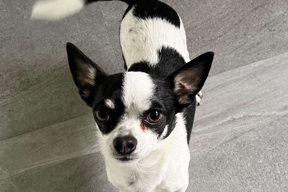Chihuahua Milo sehnt sich nach einem liebevollen Zuhause.
