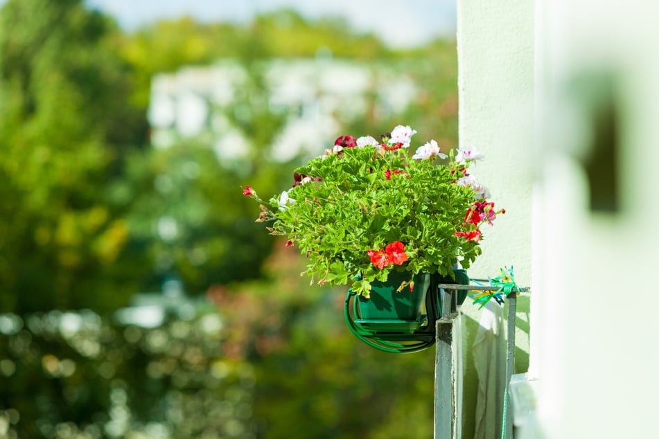 Eine Dauerbepflanzung für Balkonkästen kann blütenreich sein.