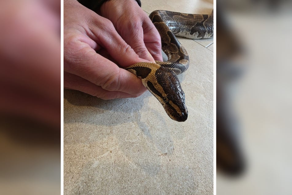 In Kölleda wurden mehrere Königspythons ausgesetzt.