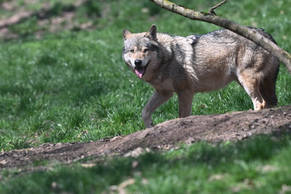 Sogar Morddrohungen haben Wolfsjäger in der Vergangenheit bekommen. (Symbolbild)