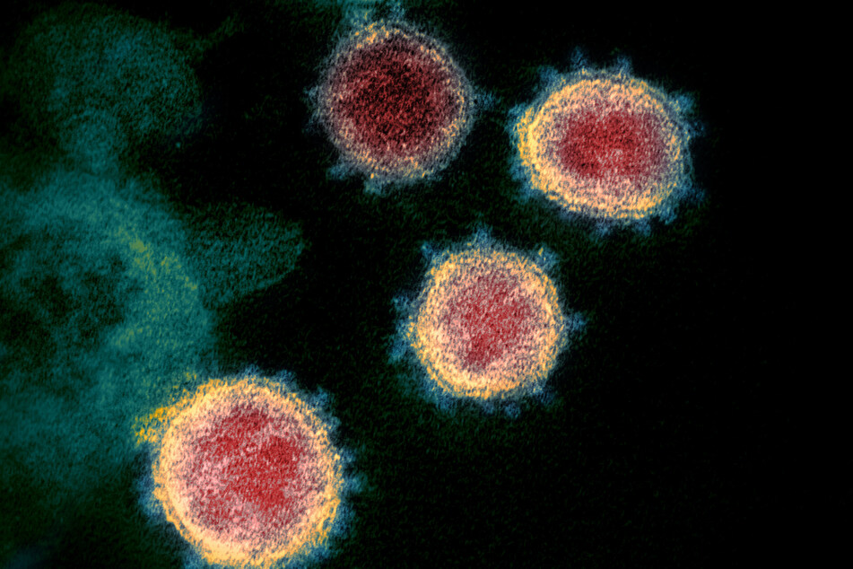 Eine Aufnahme zeigt mehrere Coronaviren unter einem Elektronenmikroskop.