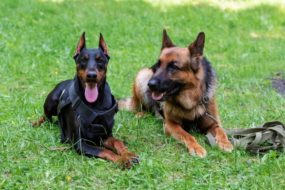Zu einer Hündin wird Lady nicht vermittelt, mit einem ruhigen und souveränen Rüden sollte sie aber klarkommen. (Symbolbild)