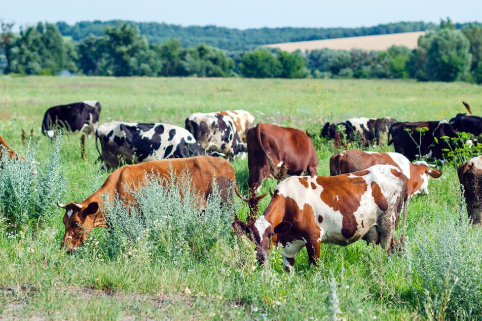 Für ihn kam jede Hilfe zu spät: Alm-Landwirt (†68) stürzt mit Kalb in Felsgelände ab