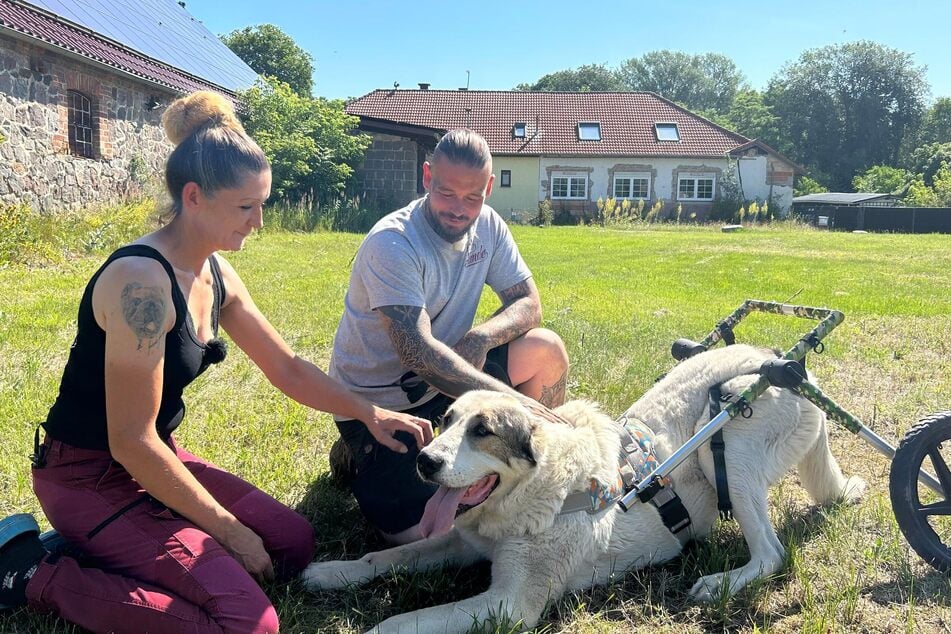 "Harte Hunde" im Gnadenhof: Rolli-Vierbeiner haben wieder Grund zur Freude