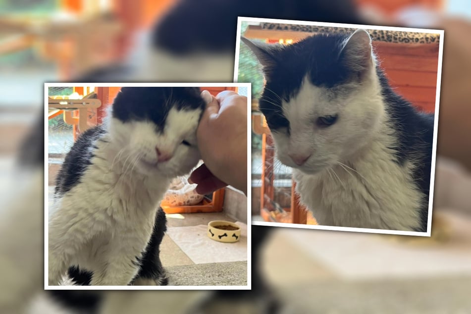 Schmusekater Walter (15) träumt noch von einem liebevollen Zuhause mit einem kuscheligen Körbchen.