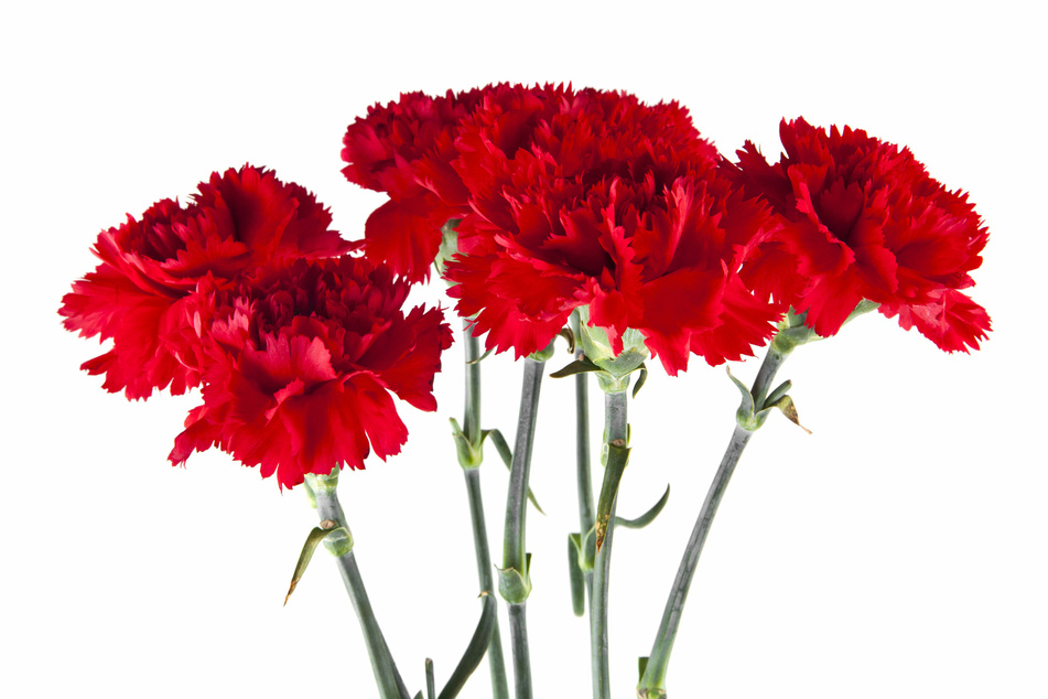 Soon after Mother's Day became a national holiday, red carnations became a symbol to honor living mothers, while white carnations were for those who had passed (stock image).