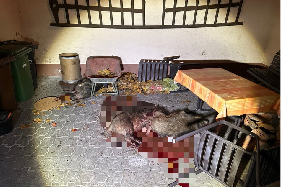 Eiskalt abgeknallt: Diese Wildschweine fanden ihr trauriges Ende in einem Hinterhof in Hatzenbühl.