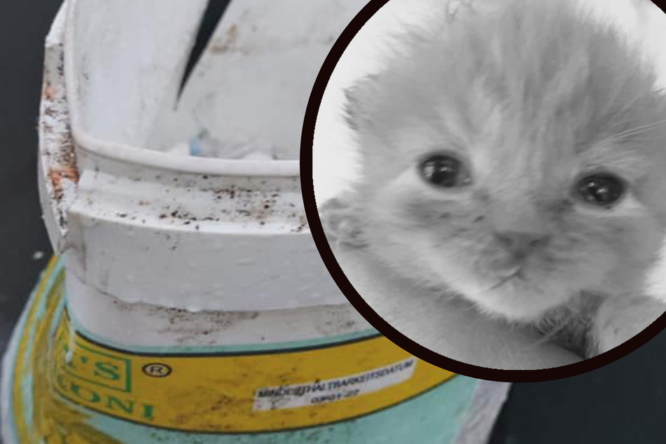 Kein Happy End für geretteten Babykater: Ausgesetzter Fridolin gestorben