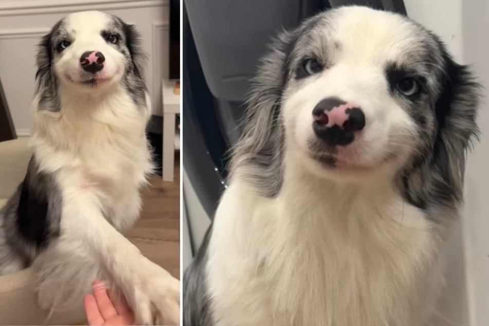 "Smiling" dog with star birthmark is straight out of a Disney film: "Most magical dog I've ever seen"