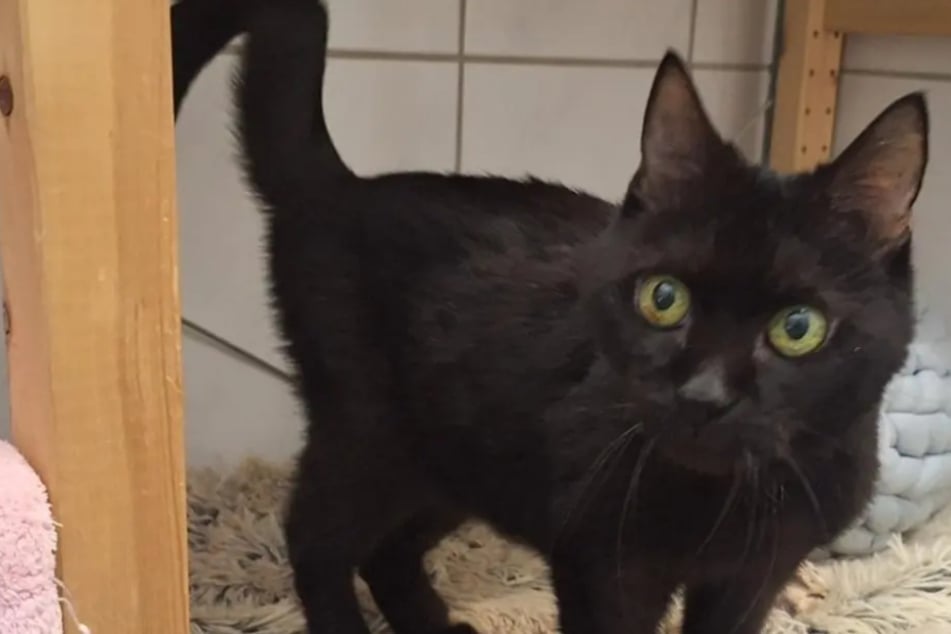 Katze Mosia hat einen letzten Wunsch: Sie will nicht im Tierheim sterben - Findet sie ihr Glück?
