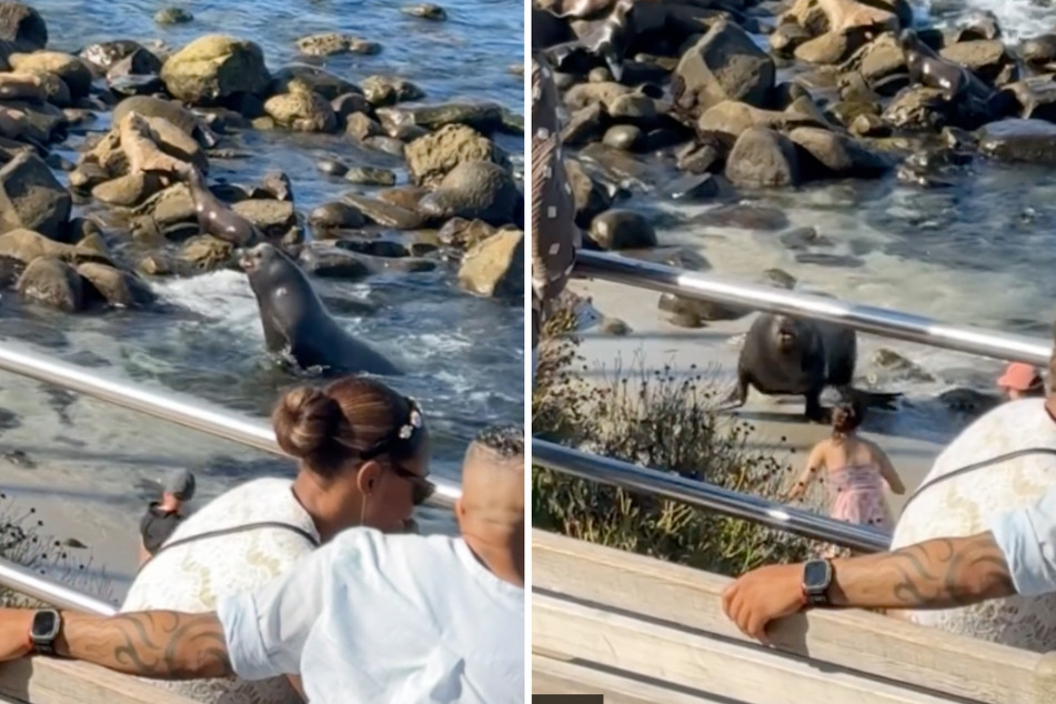 At first, the sea lioness sat on a rock calmly with her pup, but then, she had enough of the intrusive tourists!