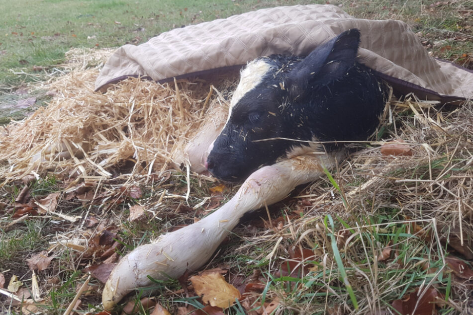 Das Kalb wurde zum Schutz mit einer Decke und Stroh zugedeckt.
