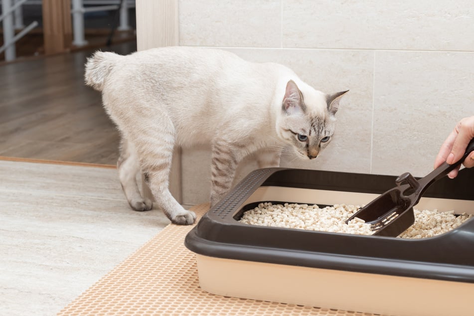 Zumeist verwendete der Täter Katzenstreu mit Katzenkot, um die Briefkästen zu verschmutzen. (Symbolbild)