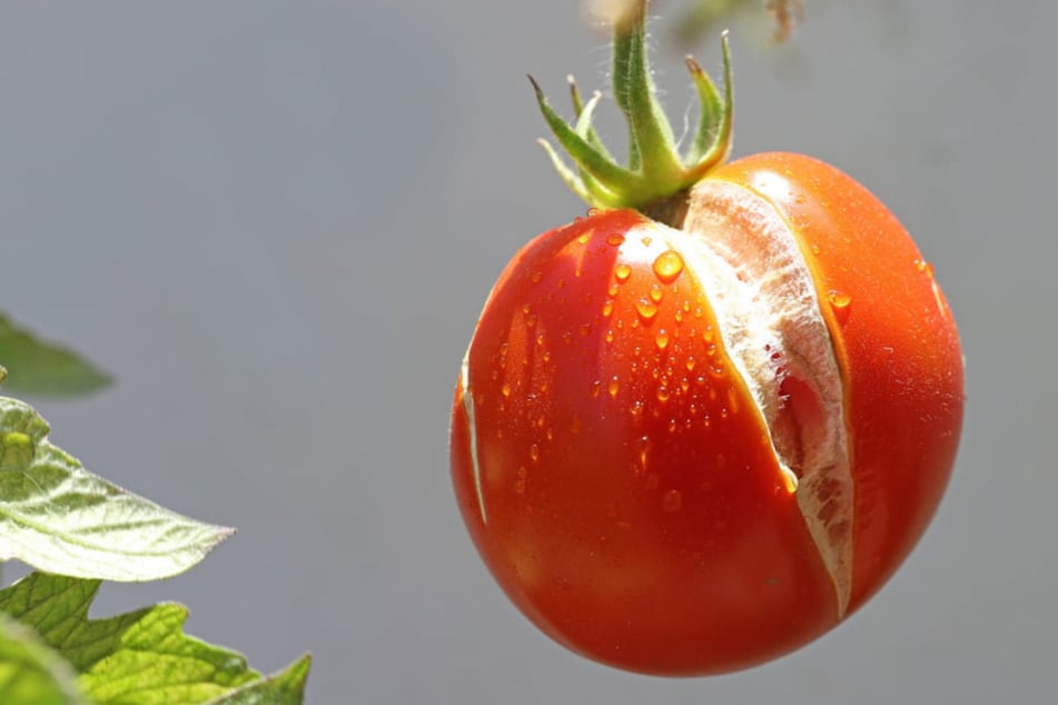 Plötzlich ein Riss in der Frucht: Warum platzen Tomaten auf?