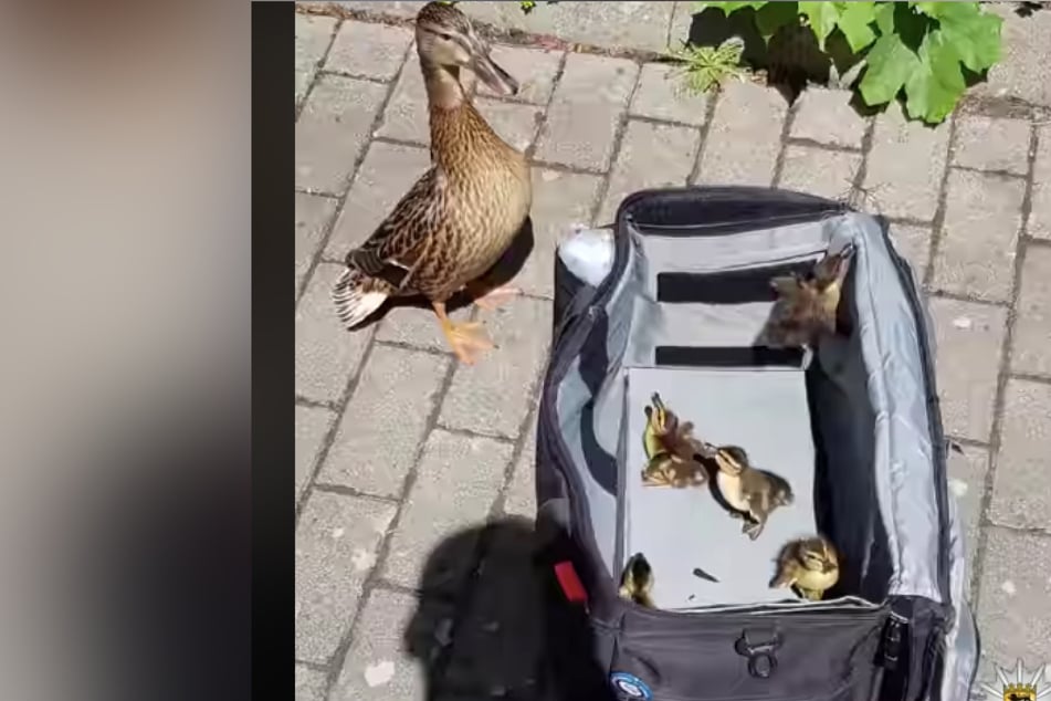 Hier ein Blick auf die süßen Tierchen.