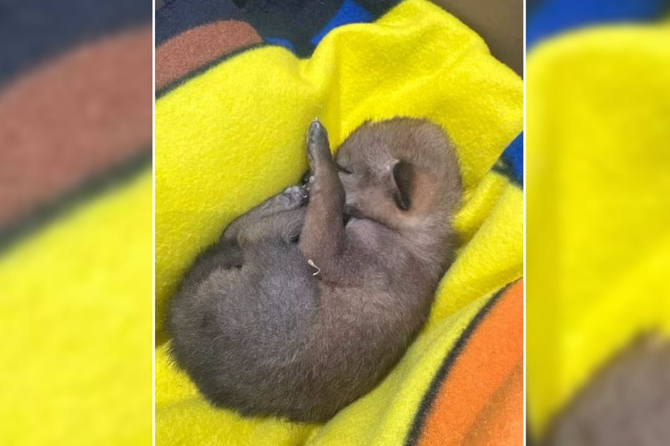 Dieses kleine Fellbündel wurde von einem Jungen für einen verletzten Hundewelpen gehalten. In Wirklichkeit handelte es sich aber um ein wildes Tier.