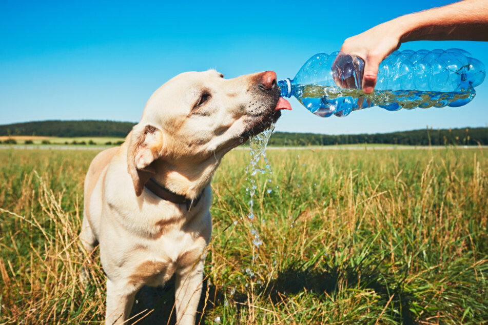 Auch Hunde verspüren an heißen Tagen mehr Durst. (Symbolbild)