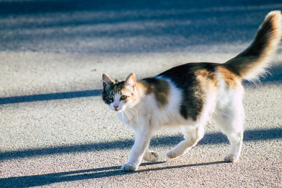 Eine querende Katze war ursächlich für den nachfolgenden Unfall auf der A661 sowie eine spätere Vollsperrung der Autobahn. (Symbolfoto)