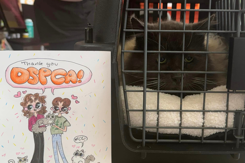 Thanks to a microchip a lost cat was found after two years!