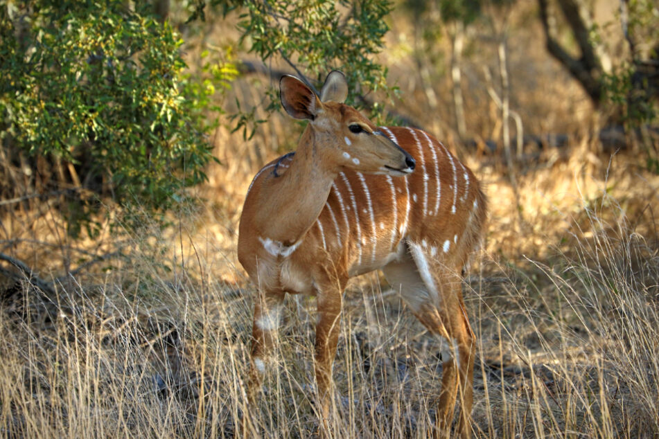 Eine Antilope im Kruger-Nationalpark im Nordosten Südafrikas.