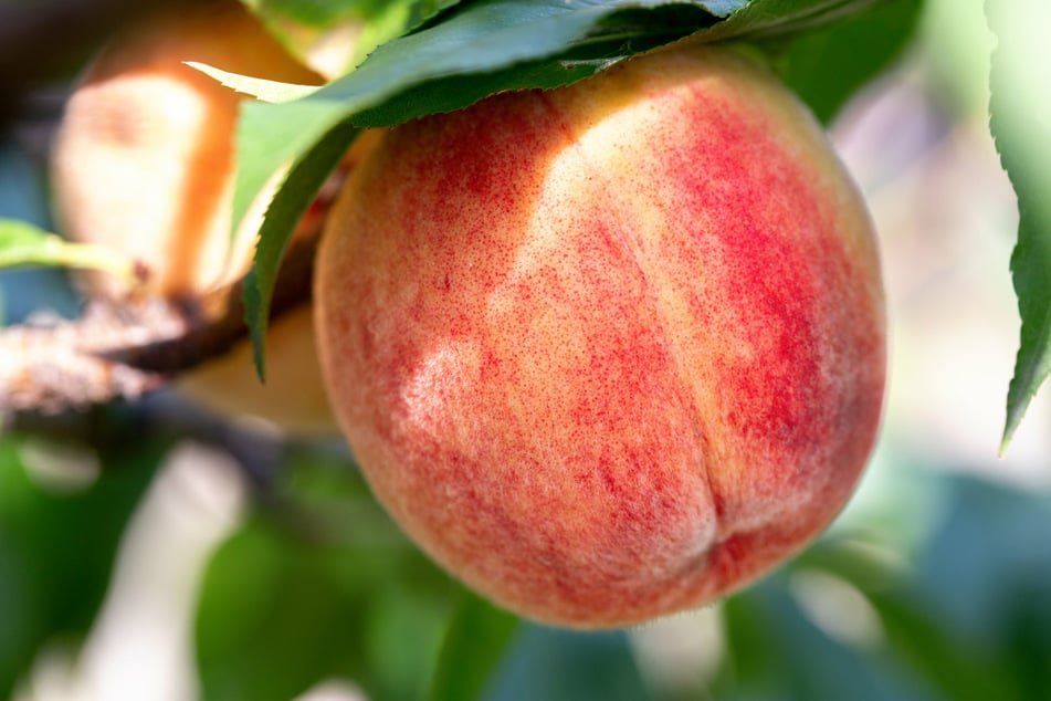 The speaker in The Love Song of J. Alfred Prufrock asks if they should eat a peach.