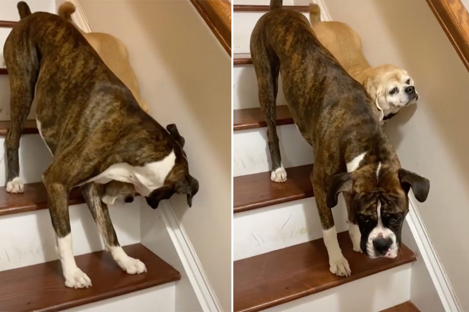 This faithful boxer makes sure that his blind friend makes it down the stairs safely.