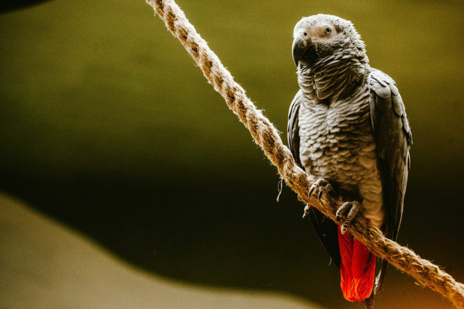 The parrot saved the man's life with its distress calls.