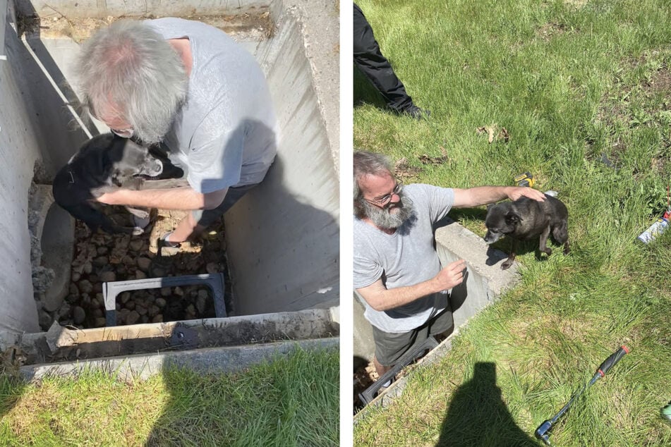 The brave pup was rescued from the storm drain and returned to his owner after the dramatic rabbit chase.