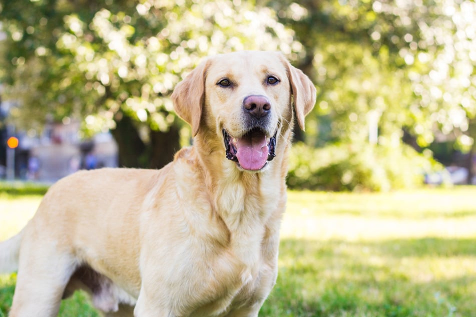 Annabelle besitzt sieben Labradorwelpen und zwei erwachsenen Hunde, die sie stolz in Hundeshows präsentierte. (Symbolbild)