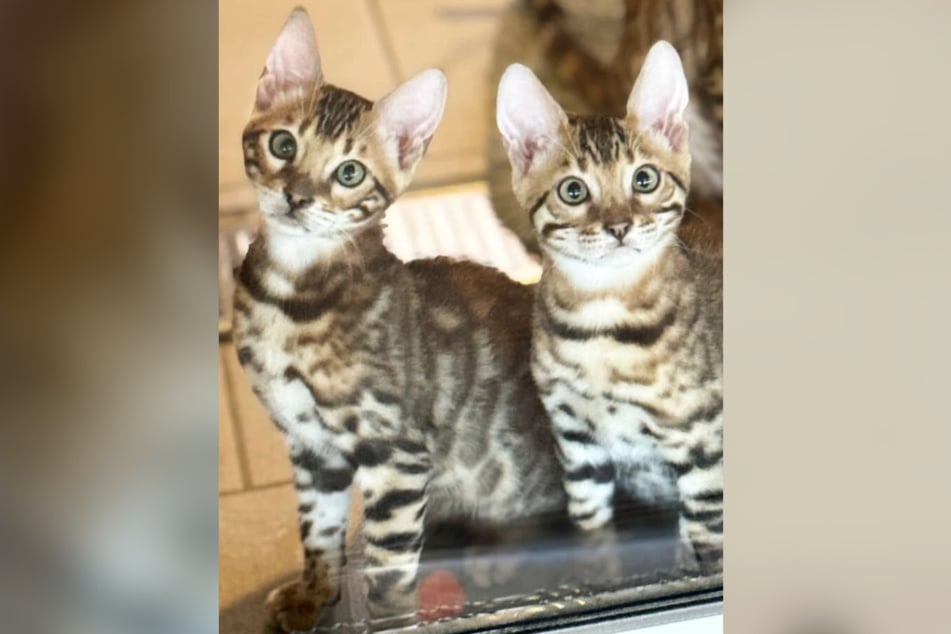 Les frères chats Halo et Hurricane sont nés en avril et sont arrivés quelques jours plus tard en famille au refuge pour animaux de Berlin.