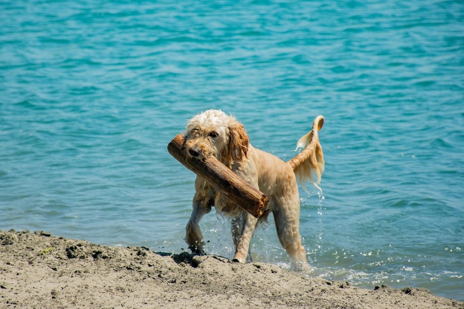 Before going to the beach, you need to prepare a few things for the sake of your dog.