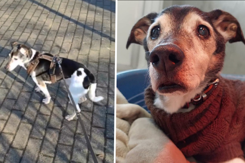 Todkranker Hunde-Opi Ludwig blüht richtig auf! - "Er ist wirklich kaum wiederzuerkennen"