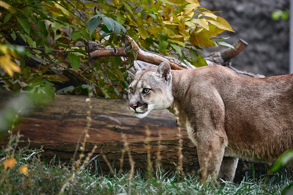 Experten zufolge soll das Video von der Großkatze echt sein. Es könnte sich um einen Puma handeln. (Symbolbild)