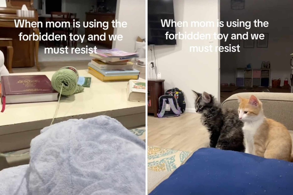 As a viral TikTok video shows, potential danger doesn't stop these little cats from desperately wanting to play with a ball of yarn!