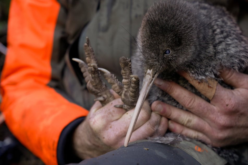 Pour la première fois depuis 50 ans ! L'oiseau kiwi rare a été repéré à nouveau