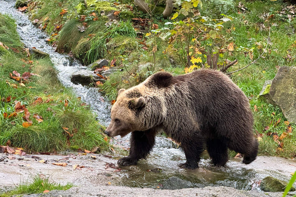 In Italien hat ein Braunbär mal eben 80 Kilogramm Honig verputzt. (Symbolbild)