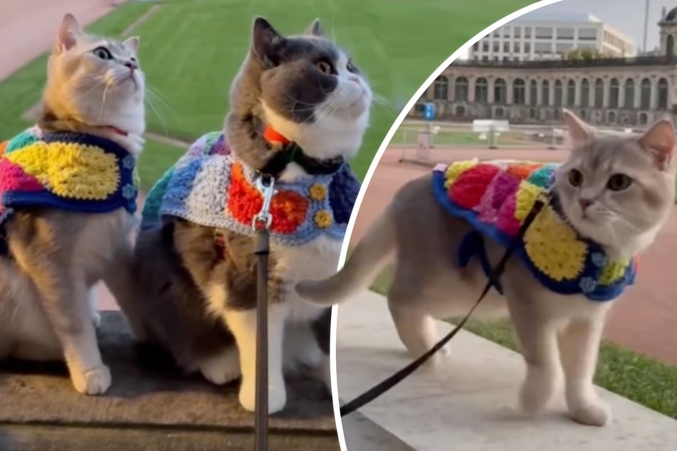 Katzenduo auf Tour: Louie und Todd erobern Dresden