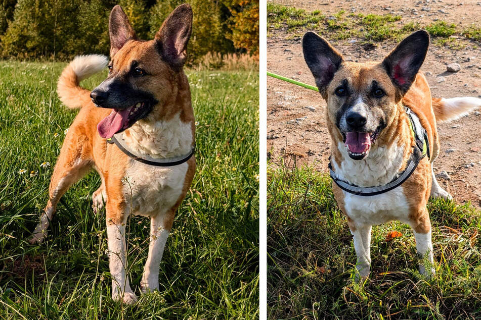 Hündin Cleo sucht ein liebevolles Zuhause.