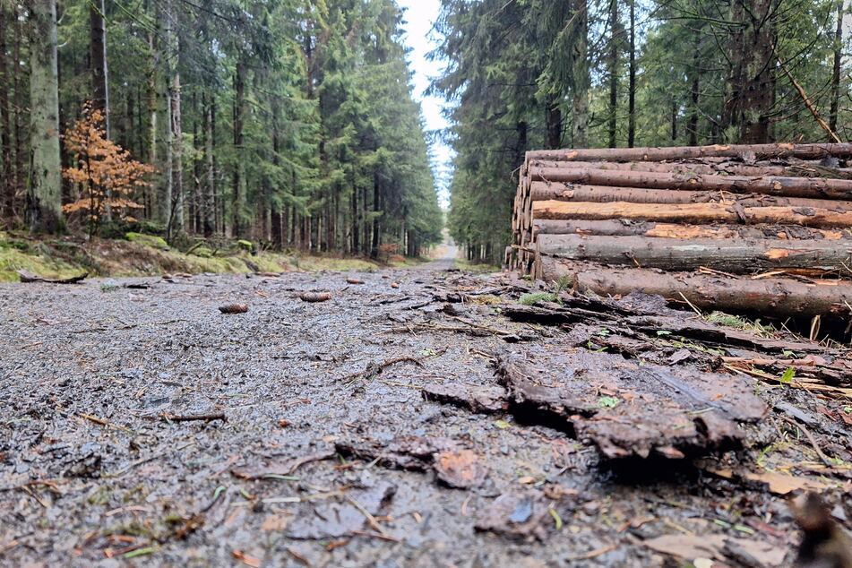 Forstwege bestehen laut "ThüringenForst" ausschließlich aus regionalem Naturmaterial ohne chemische Zusatzmittel. Auf Asphaltdecken wird aus ökologischen Gründen im Wald verzichtet. (Symbolbild)