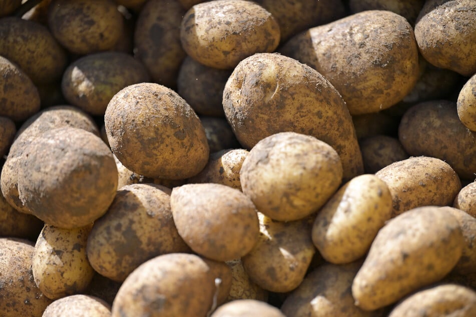 Die Preise für Kartoffel fielen im Oktober und November um 3,7 Prozent. (Symbolbild)