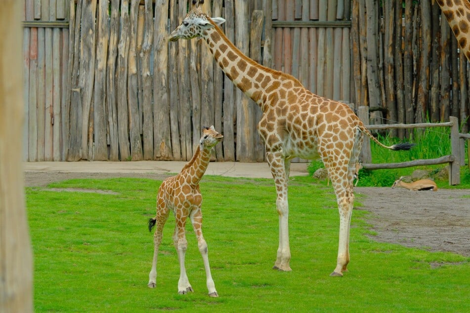 So niedlich! Leipzigs zwei Wochen altes Giraffen-Baby darf jetzt auch andere Tiere beschnuppern.