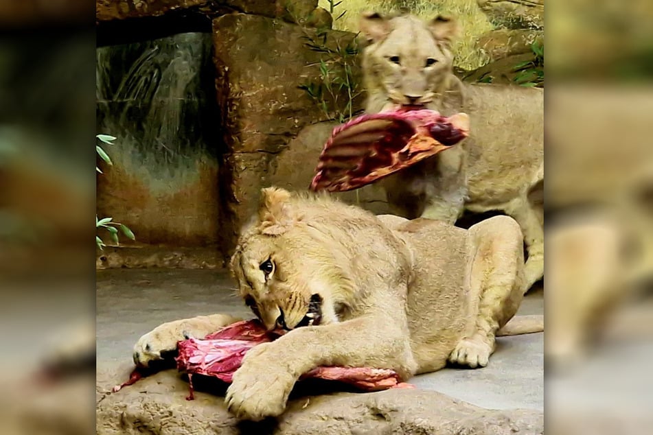 Für Bahati und Amaru heißt es demnächst Abschied nehmen aus Leipzig. Die beiden Löwenjungen sollen in anderen Zoos ein neues Zuhause finden.