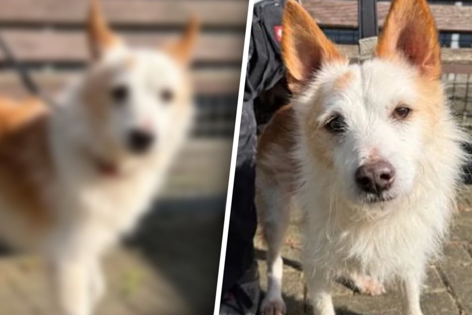 Kleiner Hund aus sehr schlechter Haltung gerettet: Jetzt träumt er von liebevollem Zuhause