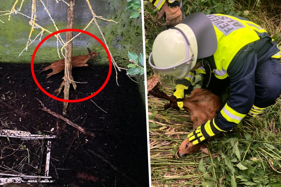 Das Rehkitz war in die drei Meter Grube gestürzt. Ein Feuerwehrmann befreite das Tier dann aus seiner misslichen Lage.