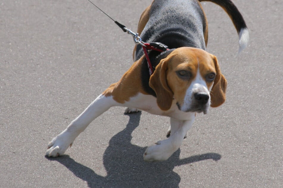 Hund zieht Mädchen auf Straße, Autofahrerin kann nicht mehr rechtzeitig bremsen