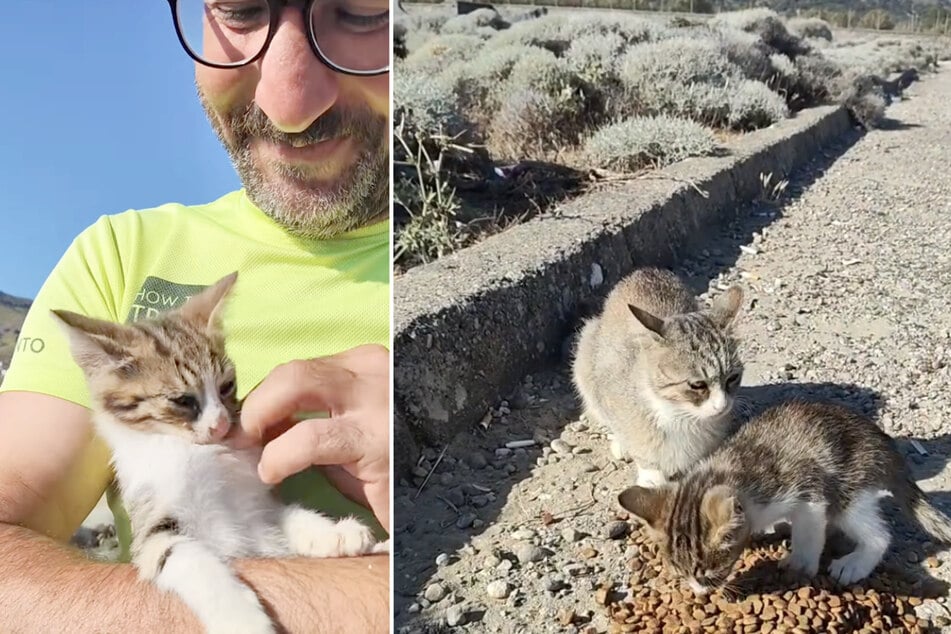 Der Türke sah am nächsten Tag noch einmal nach der Babykatze und seiner Mutter und plant nun, die beiden von der Straße zu holen.