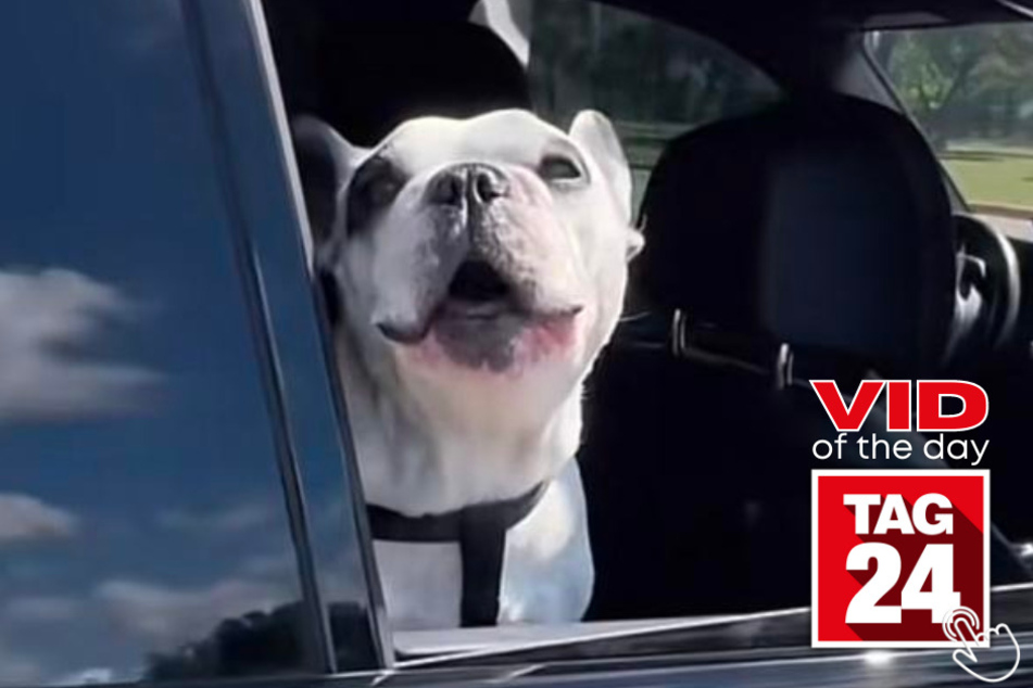 Watch as Walter the French Bulldog screams hysterically after noticing the park was closed in today's Viral Video of the Day!